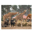 Giraffes in a safari park - Jigsaw Puzzle