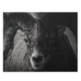 Bighorn sheep - Jigsaw Puzzle