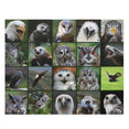 Birds of prey - Collage - Jigsaw Puzzle